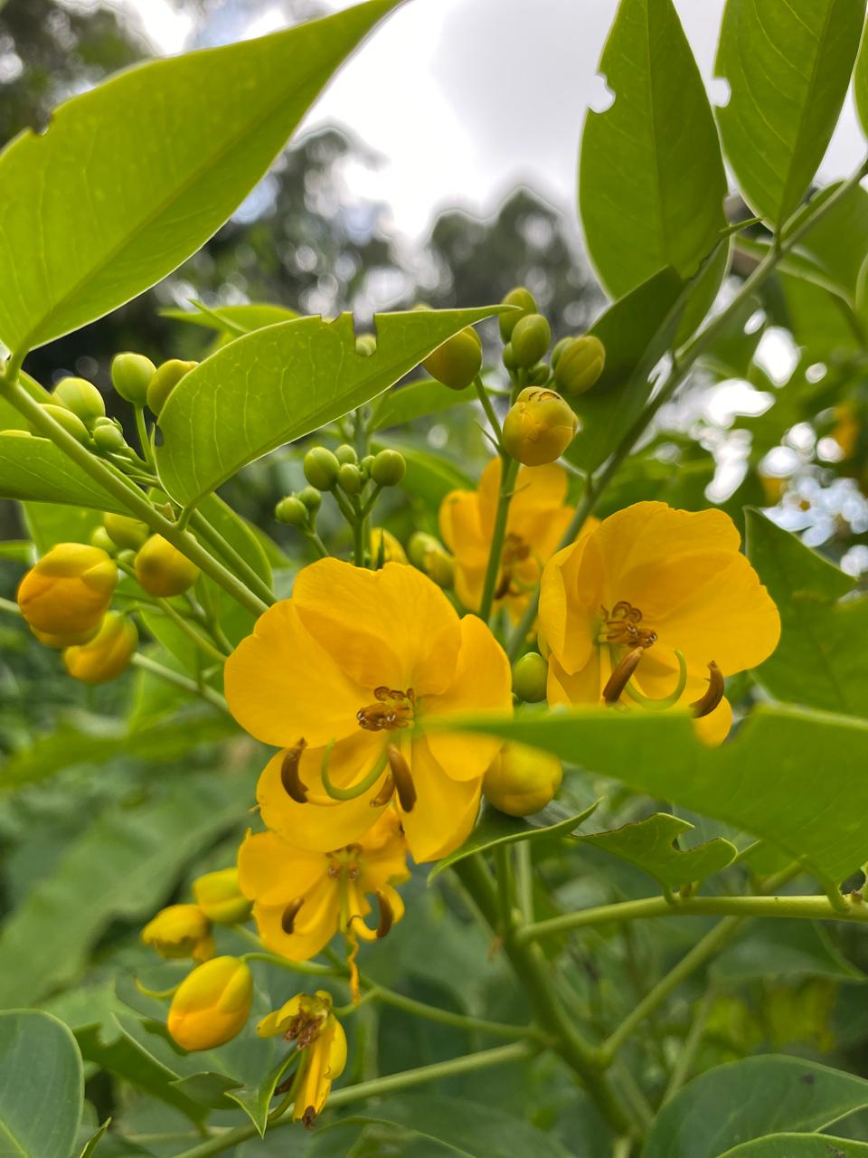 Vibrant yellow flowers with unique, curly brown pistils.